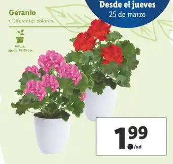 Lidl Geranio aprox. 25-35cm oferta