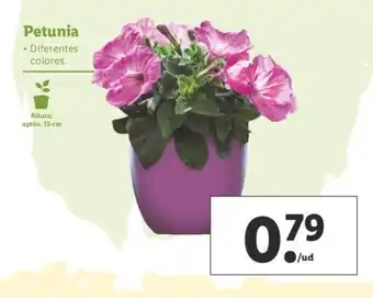 Lidl Petunia aprox 15cm oferta