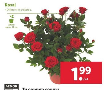 Lidl Rosal oferta