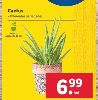 Lidl Cactus oferta