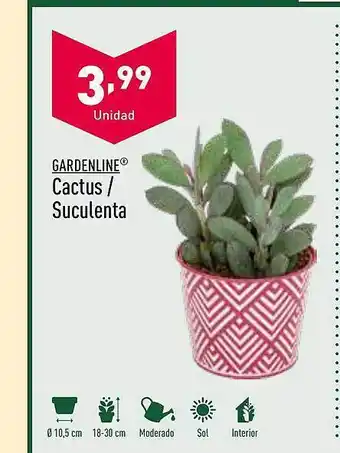 ALDI Gardenline cactus suculenta oferta