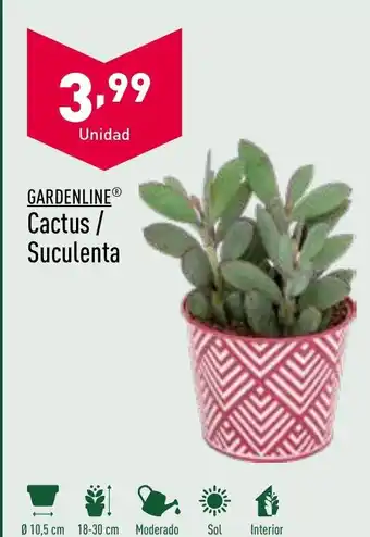 ALDI Cactus/ Suculenta oferta