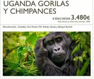 Nautalia Viajes Uganda gorilas y chimpances 8 días desde 3.480€ descubriendo entebbe, fort portal, p.n. kibale, ihese y bosque bwindi oferta