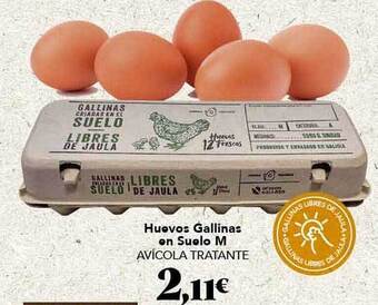 Huevos gallinas en suelo m avicola tratante