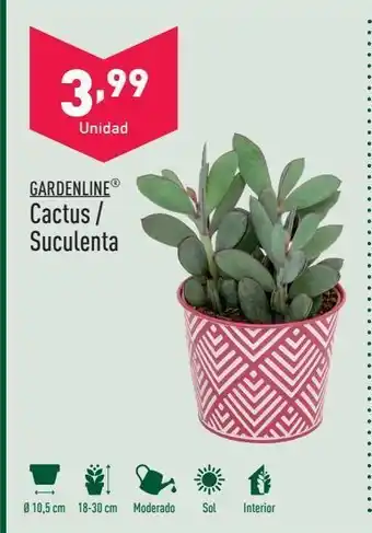 ALDI Cactus / suculenta gardenline oferta