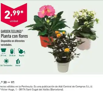 ALDI Garden Feelings Planta con flores oferta