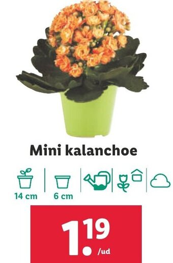 Lidl Mini Kalanchoe oferta