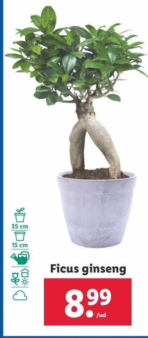 Lidl Ficus ginseng oferta