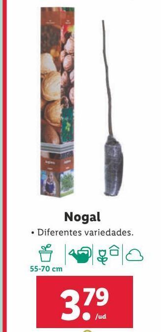 Lidl Plantas oferta
