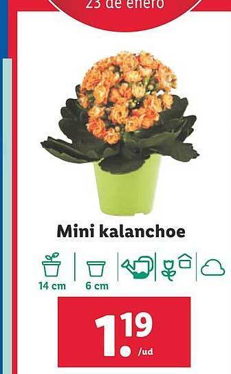 Lidl Mini kalanchoe oferta