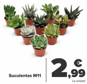 Carrefour Suculentas m11 oferta