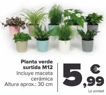 Carrefour Planta verde surtida m12 oferta