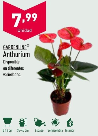 ALDI Anthurium oferta