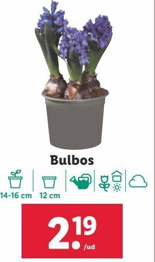 Lidl Bulbos oferta
