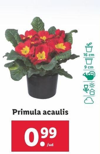 Lidl Primula acaulis oferta
