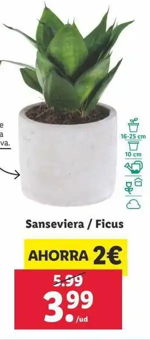 Lidl Sanseviera - ficus oferta