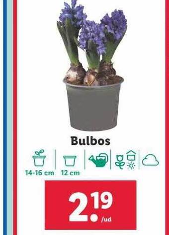 Lidl Bulbos oferta