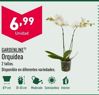 ALDI Orquídea oferta