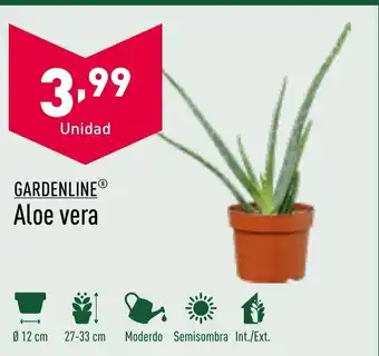 ALDI Aloe Vera oferta
