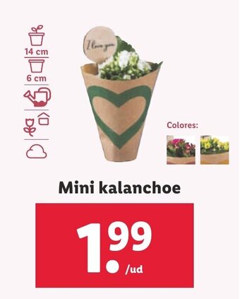 Lidl Mini Kalanchoe oferta