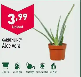 ALDI Gardenline aloe vera oferta