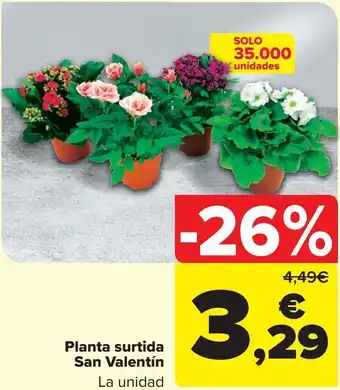 Carrefour Planta surtida san valentín oferta