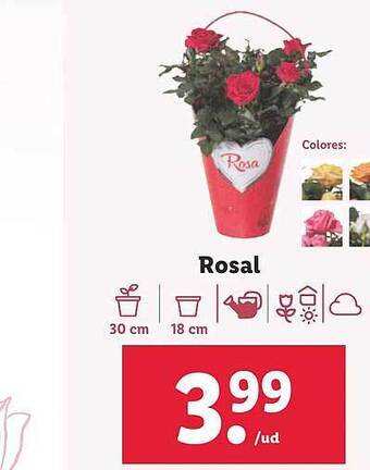 Lidl Rosal oferta