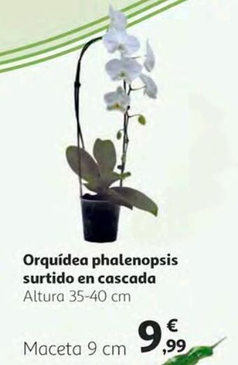 Alcampo Orquídeas oferta