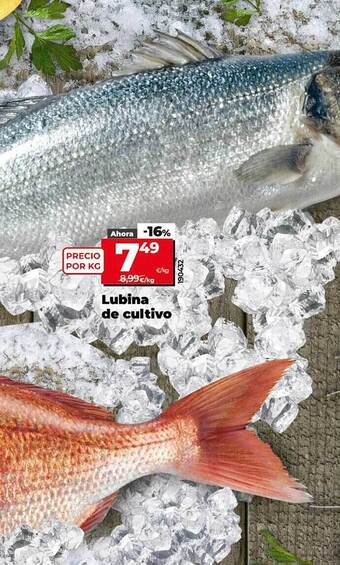 Dia Lubina de cultivo oferta