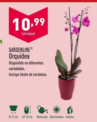 ALDI Orquídea oferta
