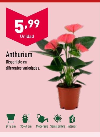ALDI Anthurium oferta