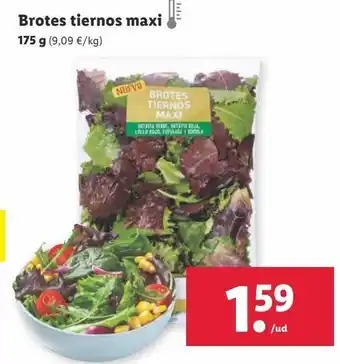 Lidl Brotes tiernos oferta