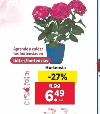 Lidl Hortensia oferta