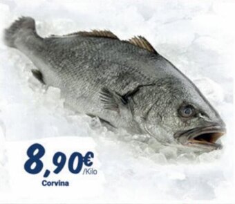 Corvina