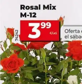 Maxi Dia Rosal mix m-12 oferta