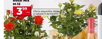 Dia Rosal mix m-12 oferta