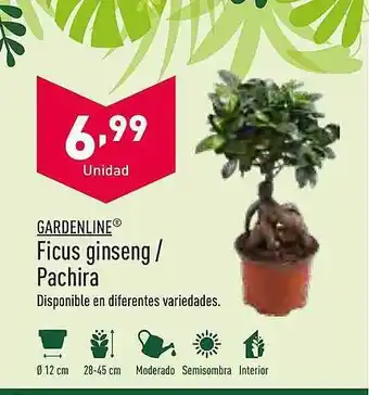 ALDI Gardenline ficus ginseng pachira oferta