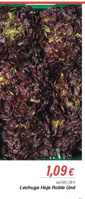 Cash Ifa Lechuga hoja roble oferta