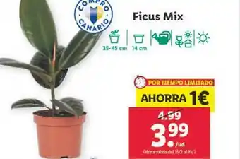 Lidl Ficus mix oferta