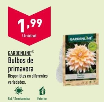 ALDI Bulbos de Primavera oferta