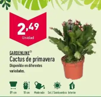 ALDI Gardenline Cactus De Primavera oferta