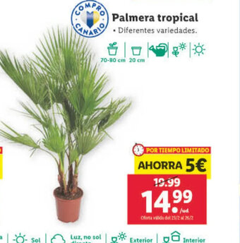 Lidl Palmera Tropical oferta