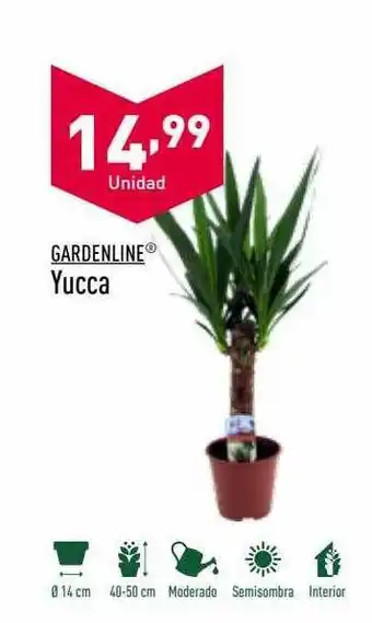 ALDI Gardenline yucca oferta