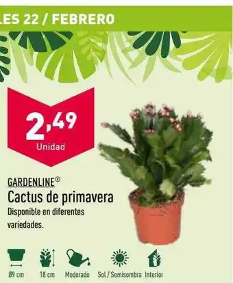 ALDI Cactus de primavera oferta