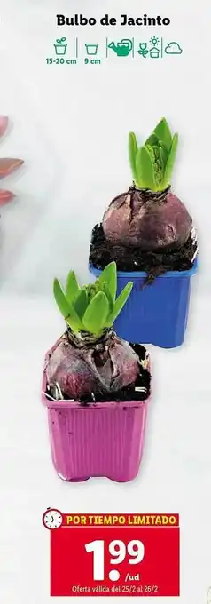 Lidl Bulbo de jacinto oferta