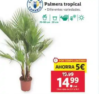Lidl Palmera tropical oferta