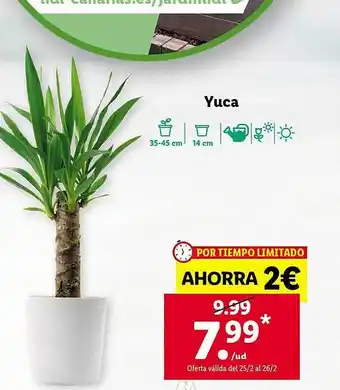 Lidl Yuca oferta