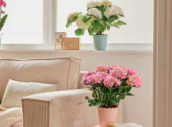 Jardiland Hortènsia oferta