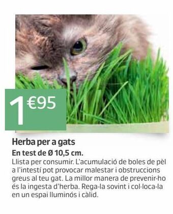 Jardiland Césped oferta