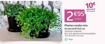 Jardiland Plantas oferta